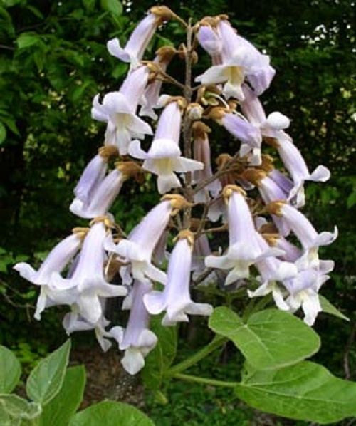 100 Princess Tree Seeds-1274