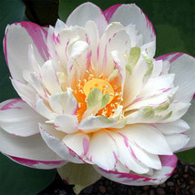 20Pcs/Pack Lotus Seeds Nelumbo Nucifera Aquatic Water Plant Pond Bonsai Flowers - £11.09 GBP