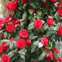 Red Camellia Eight Stem Cuttings - $9.01