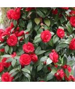 Red Camellia Eight Stem Cuttings - $9.01