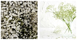 1000 Seeds Baby&#39;s Breath White Flowers Gypsophila Elegans Garden - £19.97 GBP