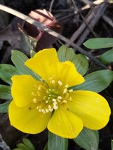 Lwstore 10 Seeds Winter Aconite Usps Shipping - £6.91 GBP