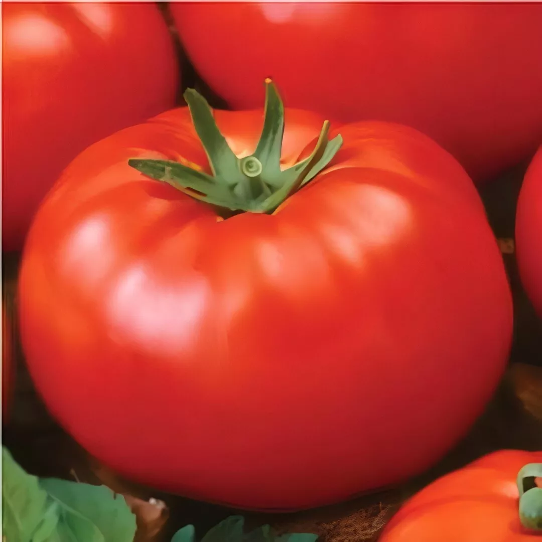 TISSS Ace 55 Tomato Seeds Heirloom Non GMO 25 Seeds Determinate USA Seller - £6.72 GBP