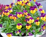 Johnny Jump Up 2000 Seeds Wildflower Groundcover Garden Container Edible... - $6.58