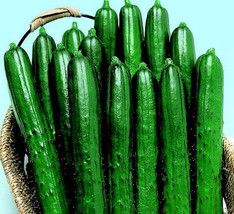 Summer Dance Hybrid Cucumber Seeds SS - £6.19 GBP