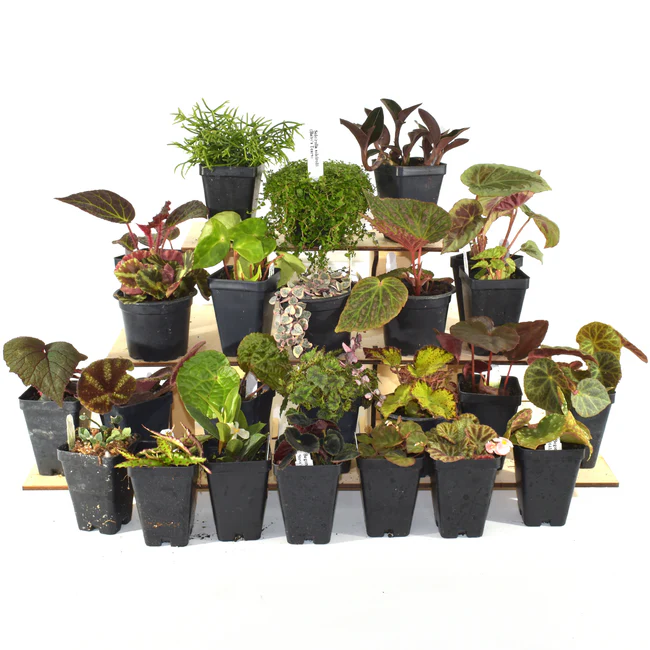 LWS Vibrant Oasis Terrarium Plant Pack For Biorb AIR 30 Fast Shipping - $399.98