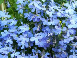Sale 200 Seeds Sky Blue Lobelia Regatta Lobelia Erinus Flower USA - £7.78 GBP