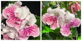 USA SELLER VaT Mandarinka Streptocarpus 2.5&quot; Pot Starter Plant - £41.57 GBP