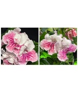 USA SELLER VaT Mandarinka Streptocarpus 2.5&quot; Pot Starter Plant - $54.95