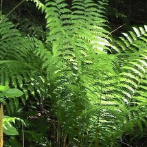 5 Pack Ferns Spores Gift Bundle Ostrich Fern Japanese Painted Autumn Lad... - $4.80