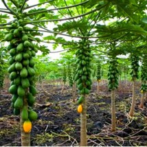 US Seller Dwarf Solo Papaya Seeds Fast Shipping - £10.36 GBP