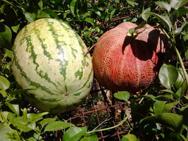 15 Pcs Tiger Melon Fruit Seeds #MNSB - £11.73 GBP