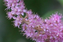 30 Spiraea Tomentosa Steeplebrush Flower Seeds PerennialFrom US  - £6.45 GBP