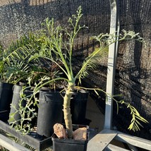 Item image 1 image 1