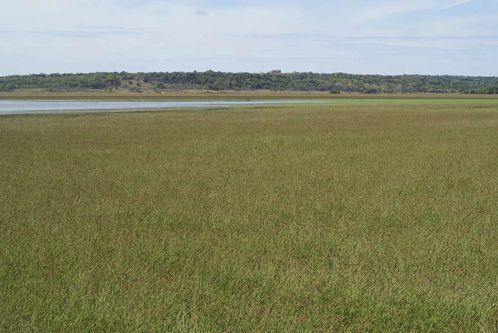 Japanese Millet Seeds - Fast Growing, Drought Tolerant, Wildlife Duck Plot - $10.64