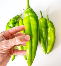 25 Seeds Hatch Chile Pepper Vegetables Garden - £7.79 GBP