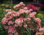 Percy Wiseman~Azalea Rhododendron Starter plant - $39.60