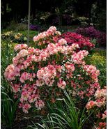 Percy Wiseman~Azalea Rhododendron Starter plant - £31.14 GBP