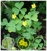 150 Organic Yellow Wood-Sorrel Seeds ~Oxalis stricta~ Edible, Medicinal &amp; Tea. - £10.40 GBP