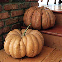 15 Seeds Fairytale Pumpkin Heirloom Annual Non-GMO - £11.00 GBP