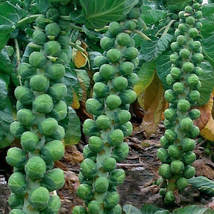 Long Island Improved Brussels Sprouts Seeds, NON-GMO, Variety Sizes,1000 Seeds - £7.85 GBP