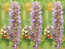 SHIP FROM US 38,800 Anise or Lavender Hyssop Herb Seeds, ZG09 - £34.47 GBP