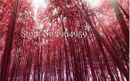 30Pcs Giant Bamboo Seeds Coffee Color Fresh Seeds Fast Shipping - $11.70