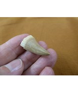 (DF233-137) 1-1/8&quot; Fossil MOSASAURUS Dinosaur tooth Mosasaur dig fossil ... - $18.99