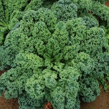 Seeds Fresh Blue Cur Scotch Kale Vegetable Dwarf Collard Green Spinach - £7.80 GBP