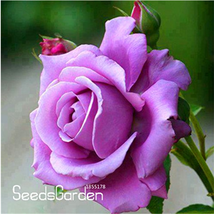 120 Sterling Silver Rose Seeds Romantic Color Good Gift for DIY Home Garden Love - £3.17 GBP