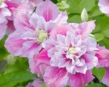 15 Double Pink White Clematis Seeds Flowers Seed Perennial Flower  - $11.99