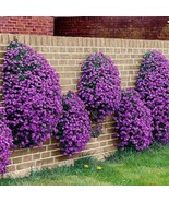 MBK Hot 6 Varieties Seeds Premium Strain 100% Organic Fast Ship - $45.98