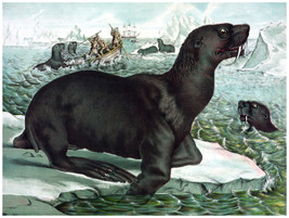 Decor Wild Life Poster. Fine Graphic Art. Sea-lions. Home Wall Design. 1201 - £13.41 GBP+