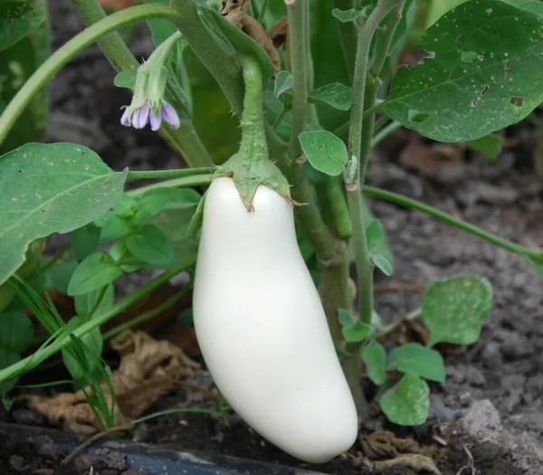 Casper Eggplant Seeds 50 White Eggplant Seeds Egg Plant - £9.80 GBP