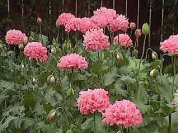 250 Bombast Rose Peony Poppy Papaver Peoniflorum Flower Seeds Fresh - £7.86 GBP