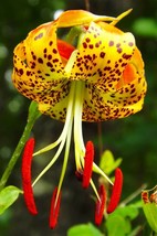 New Fresh Seeds Lilium Superbum Turks Cap American Tiger Turban Swamp Lily 20 Se - $23.90