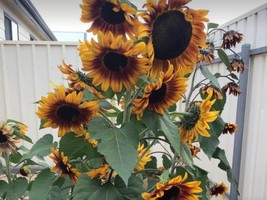 Sunflowers, Solar Flash, EXOTIC+BUY 2 GET 1 FREE+RETURN CUSTOMER BONUS - £6.28 GBP