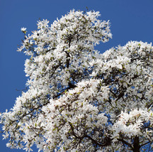 10 Kobus Magnolia Tree Aka Japanese Kobushi White Pink 4 Fragrant Flower Seeds F - £6.46 GBP