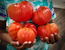 Beefsteak Tomato X LARGE NON-GMO 30 Heirloom Fresh Organic Vegetable See... - £3.90 GBP