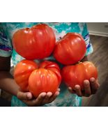 Beefsteak Tomato X LARGE NON-GMO 30 Heirloom Fresh Organic Vegetable See... - £3.82 GBP