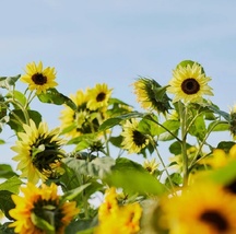 10 seeds sunflower vibrant lemon queen attracts pollinators thumb200