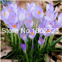 200 Seedsimported Saffron Flower Plants Seeds Bonsai Flower Iran Crocus Gardenin - £4.76 GBP