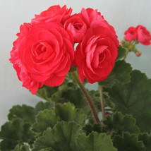 PAC Red Viva Rosita Zonal Geranium Seeds 10PCS - £9.78 GBP