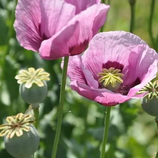 1000 Seeds Poppy HUNGARIAN BREADSEED Purple Reseeds Baking Huge Pods Non... - £11.79 GBP