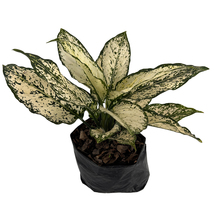 Aglaonema Osaka by LEAL PLANTS ECUADOR | Chinese Evergreen |Natural Déco... - £18.06 GBP
