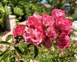 Rare Pink White Drift Rose, Groundcover  15 Seeds 2023  Us  From US - $8.99