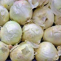 Southport White Globe Onion Seeds Container Vegetable Seeds Non-Gmo Gardening Fr - £6.41 GBP