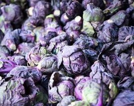 70 Red Ball Brussel Sprout Brussels Sprouts Brassica Oleracea Gemmifera ... - $10.45