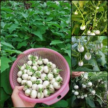 White Mini Round Eggplant seeds Fresh Seeds From US - £10.01 GBP