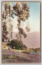 Eucalyptus Trees CA Fred Martin Hand Colored Gilded 5127 Photo Postcard I30 - £15.85 GBP